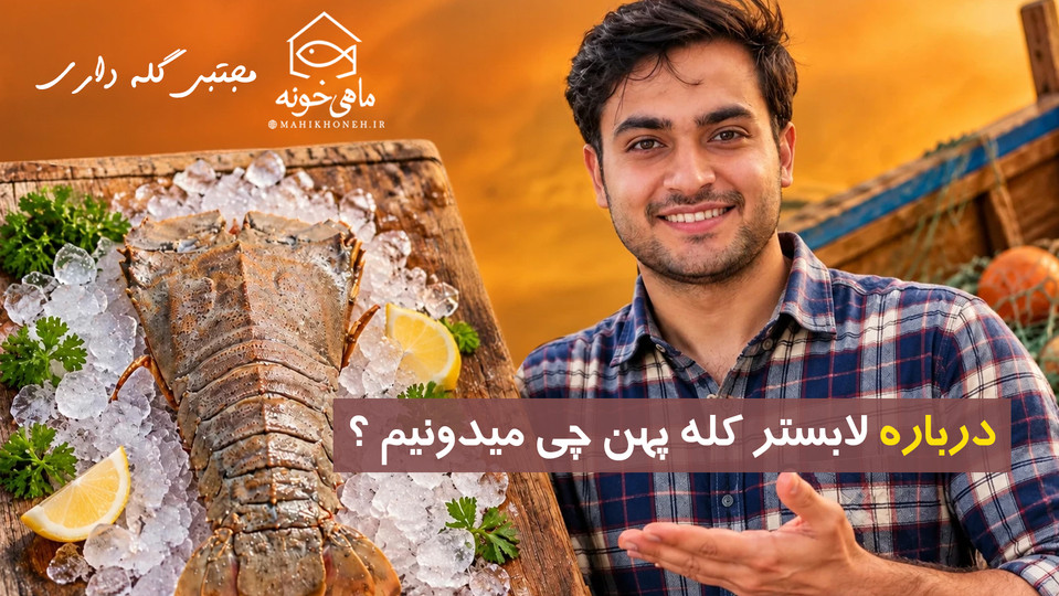درباره لابستر کله پهن چی میدونیم ؟