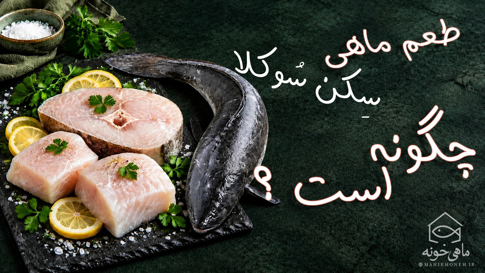 طعم ماهی سکن (سوکلا) چگونه است؟