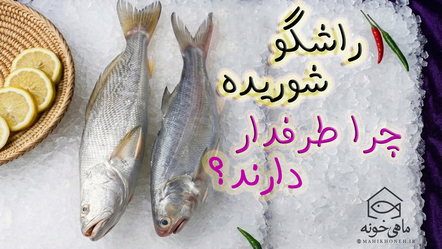 راشگو و شوریده چرا طرفدار دارند؟