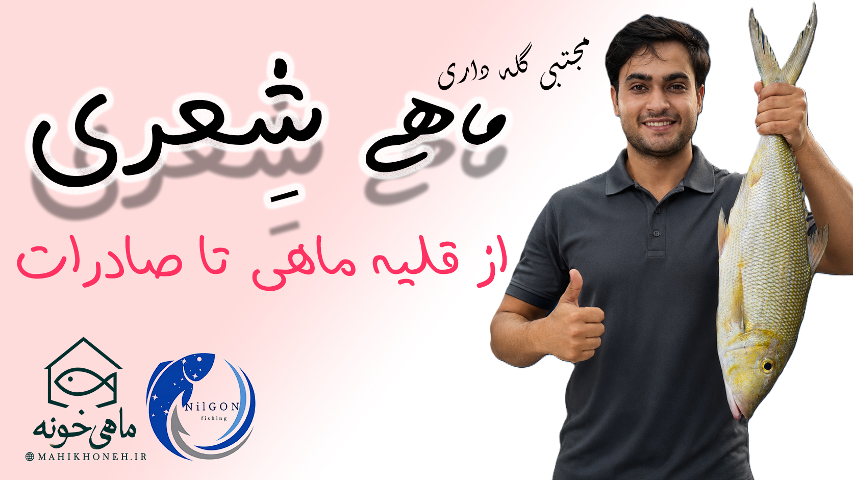 ماهی شعری از قلیه خونگی  تا صادرات دبی