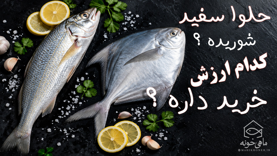 حلوا سفید یا شوریده؛ کدام ارزش خرید داره؟