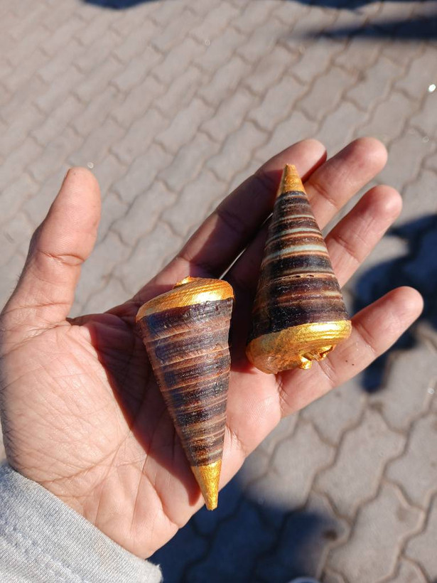 صدف مخروطی سایز متوسط