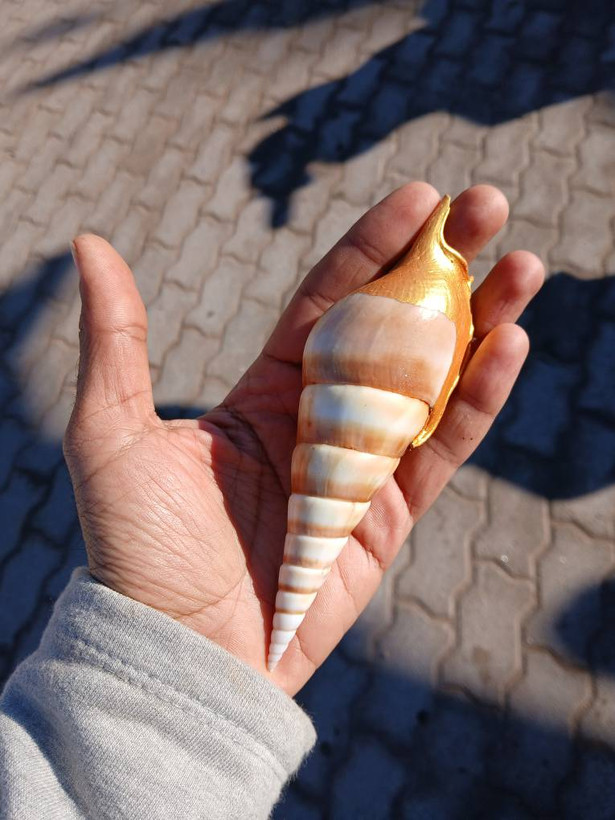 صدف مخروطی سایز متوسط