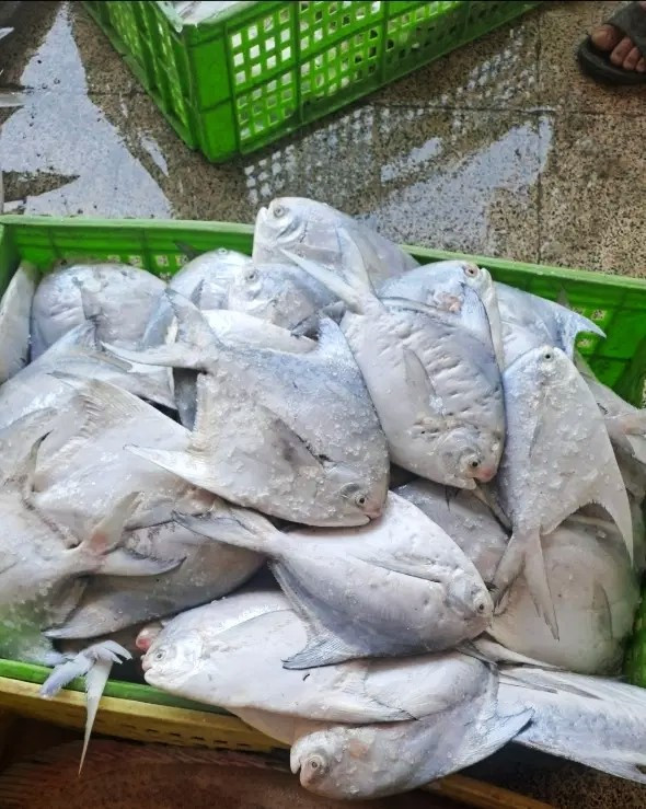 صید حلوا سفید درشت و متوسط ماهی خونه