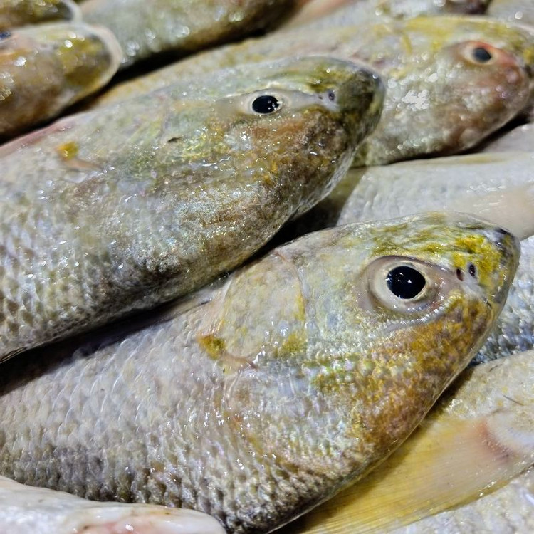 ماهی سنگسر ماهی خونه