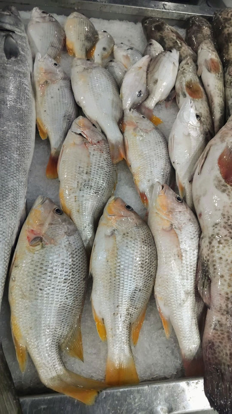 صید سرخو محلی غرفه ماهی خونه