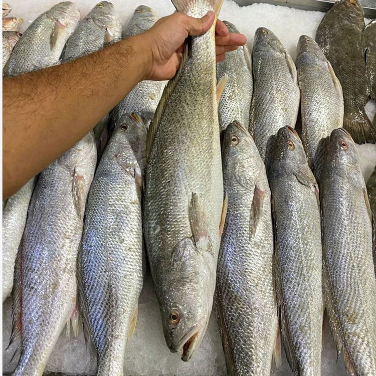 شوریده ماهی خونه