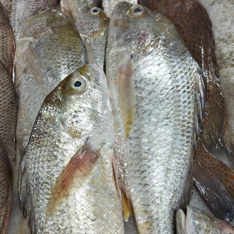 ماهی سنگ سر بندرعباس ماهی خونه