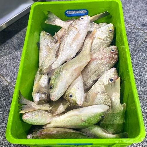سنگسر ماهی غرفه ماهی خونه