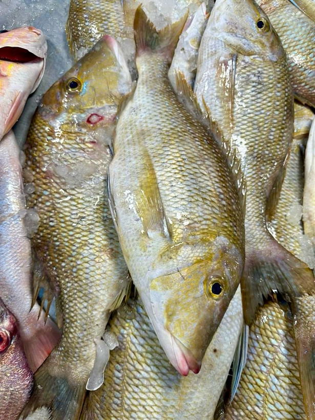 ماهی شعری غرفه ماهی خونه