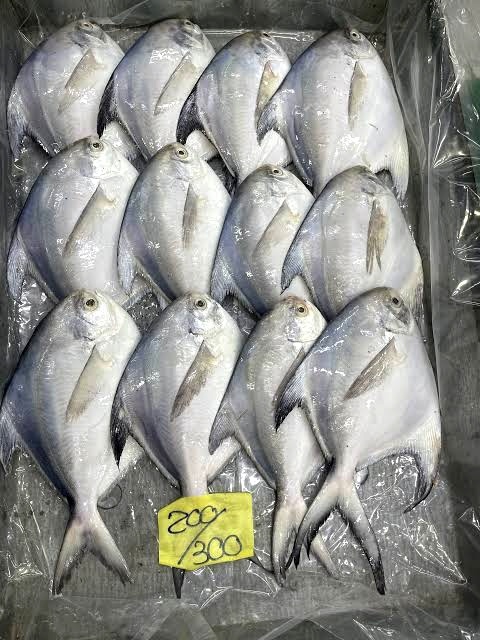 حلوا سفید متوسط ماهی خونه