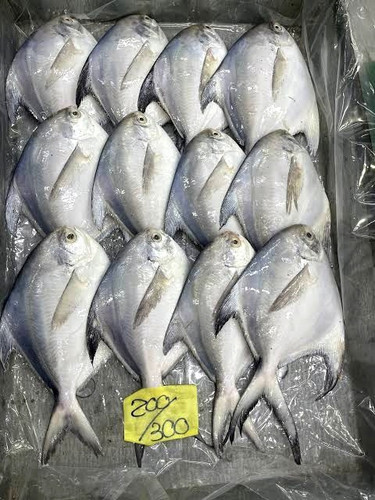 حلوا سفید متوسط ماهی خونه