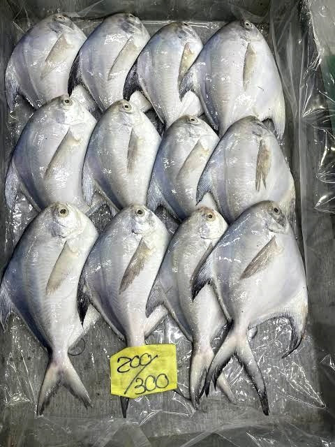 حلوا سفید متوسط ماهی خونه