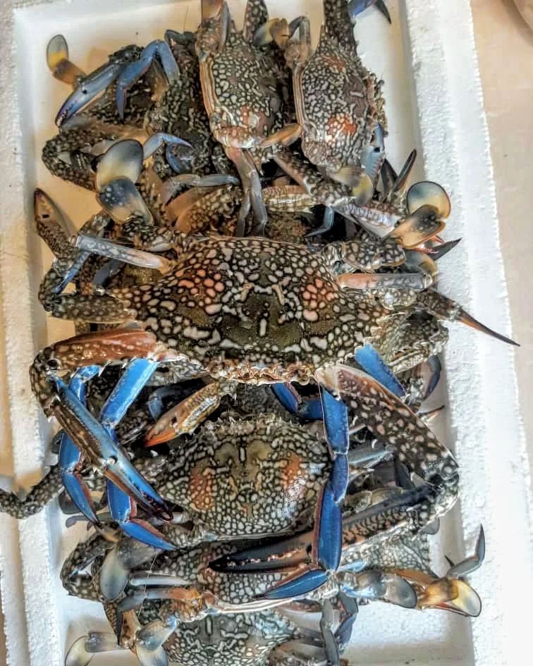 خرچنگ یا سینگو بندرعباسی (اتمام فصل)