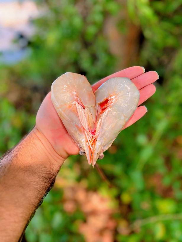 شاه میگو ماهی خونه
