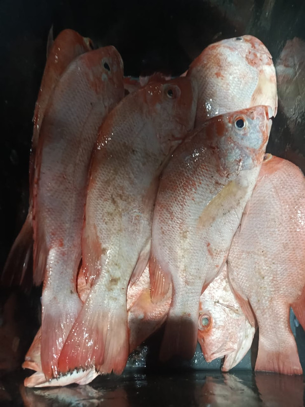 ماهی سرخو صادراتی رستورانی (همه کاره)