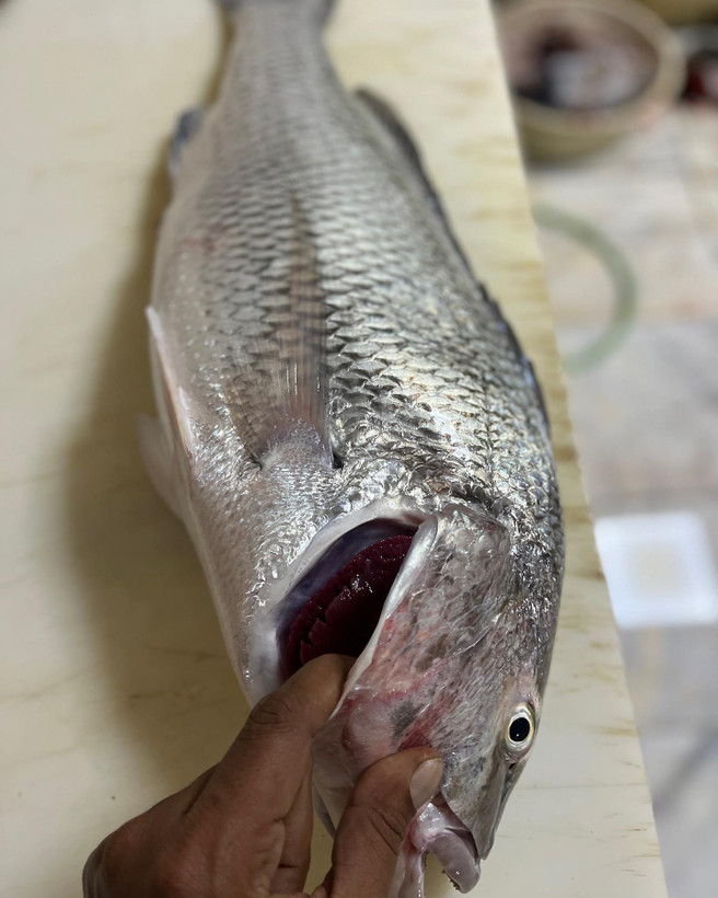 ماهی جهرو (صبیتی-جرهاد-چندال) ماهی خونه