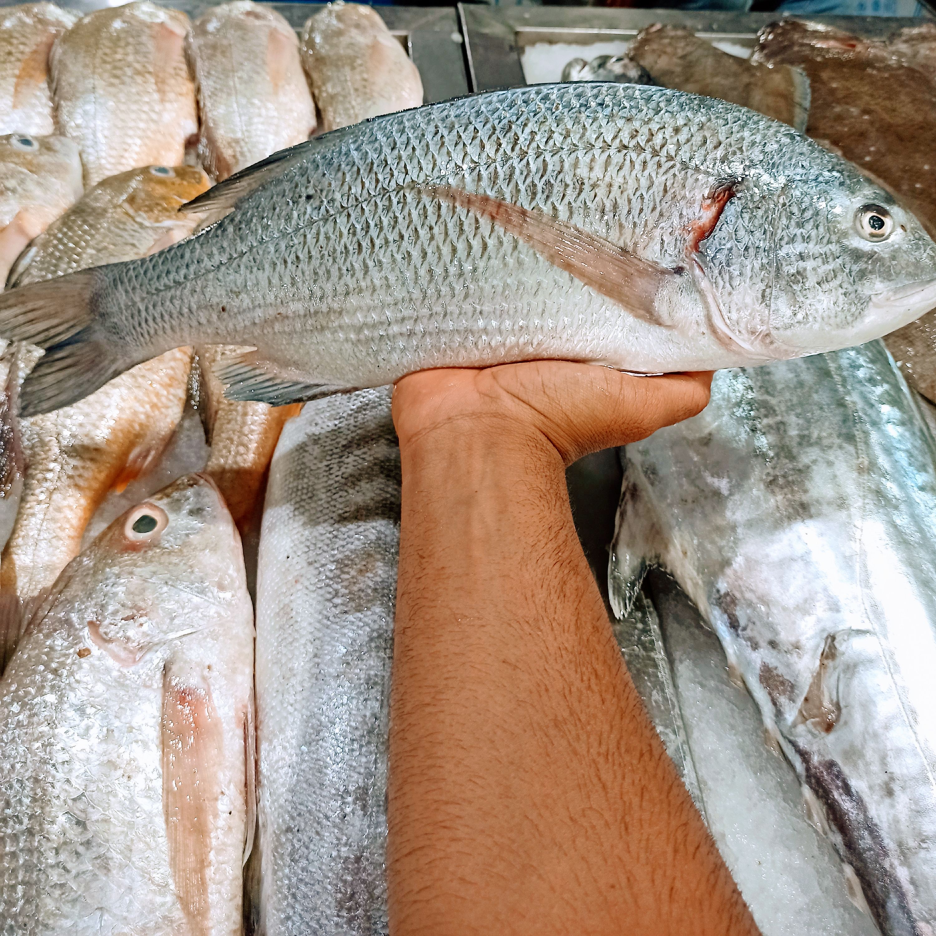 ماهی جهرو (صبیتی-جرهاد-چندال) ماهی خونه