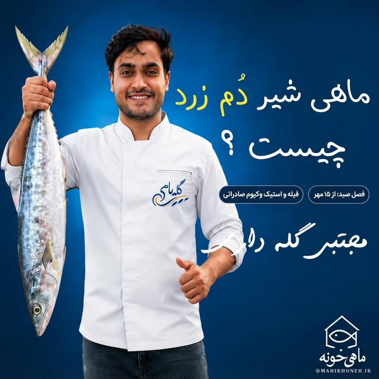 مجتبی گله داری شیر دم زرد ماهی خونه